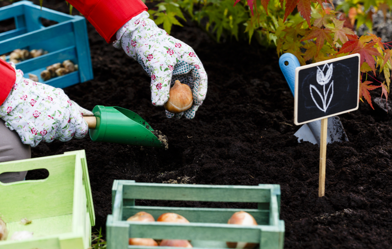 Order bulbs online Ahern Nurseries Ahern Nurseries Limerick